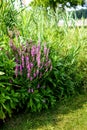 Wildflowers Sunny Summer Day Royalty Free Stock Photo