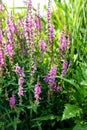 Wildflowers Sunny Summer Day Royalty Free Stock Photo