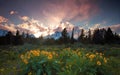 Wildflowers and sunset Royalty Free Stock Photo