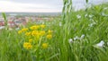 Wildflowers and tall bright green grass in the foreground. In the background in the distance are the roofs of the houses