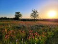 Wildflowers at Texas A&M University Central Texas