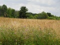 Wildflowers and Timothy crop in NYS field