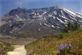 Wildflowers Trail Mount Saint Helens Royalty Free Stock Photo