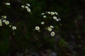 Wildflowers by train track