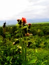 wildflowers for tranquilizers Royalty Free Stock Photo