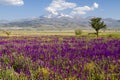 Wildflowers in Turkey and Mount Erciyes Royalty Free Stock Photo