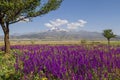 Wildflowers in Turkey and Mount Erciyes Royalty Free Stock Photo