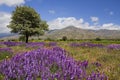 Wildflowers in Turkey Royalty Free Stock Photo