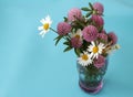 Clover flowers in a vase on a blue background Royalty Free Stock Photo