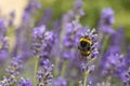 Wildflowers Vivid Purple Lavendel being Pollinated by Bumblebees