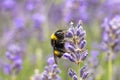 Wildflowers Vivid Purple Lavendel being Pollinated by Bumblebees