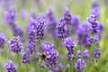 Wildflowers Vivid Purple Lavendel being Pollinated by Bumblebees