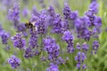 Wildflowers Vivid Purple Lavendel being Pollinated by Bumblebees