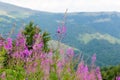 Wildflowers willow-herb on the mountain slopes of the Carpathians Royalty Free Stock Photo