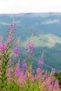 Wildflowers willow-herb on the mountain slopes of the Carpathians Royalty Free Stock Photo