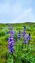 Wildflowers of Wyoming in the spring