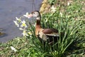 Wildfowl nesting among the daffodils Royalty Free Stock Photo