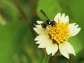 Bee Wildgrass flower