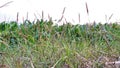 Wildgrass growing on the edge of rice fields