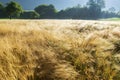 Wildgrass with morning dew on the alpine meadow