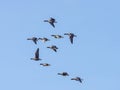 Wild grey geese in flight formation