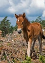 Wildhorse-foal in Lojsta Hed, Sweden Royalty Free Stock Photo