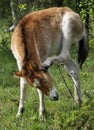 Wildhorse-foal in Lojsta Hed, Sweden Royalty Free Stock Photo