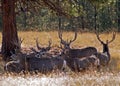 Wildhorse Island Mule Deer Royalty Free Stock Photo