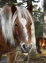 Wildhorse in Lojsta Hed, Sweden Royalty Free Stock Photo