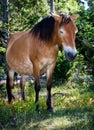 Wildhorse in Lojsta Hed, Sweden Royalty Free Stock Photo