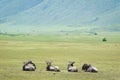 Wildiebeest in Ngorongoro Royalty Free Stock Photo