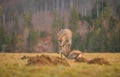 Wildife park in Vama Buzaului, Romania, with a lot of deers. Royalty Free Stock Photo