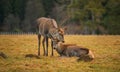 Wildife park in Vama Buzaului, Romania, with a lot of deers. Royalty Free Stock Photo