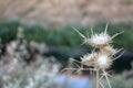 Wilding thorny plant in nature, blurred green background, bushes