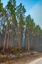 Wildland fire, burning forest with conifers, smoke in the woods, Florida