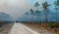 Wildland fire, burning forest with conifers, smoke in the woods, Florida