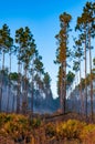 Wildland fire, burning forest with conifers, smoke in the woods, Florida Royalty Free Stock Photo