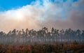 Wildland fire, burning forest with conifers, smoke in the woods, Florida Royalty Free Stock Photo