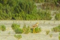 Wildland Stalkers: Eurasian Stone-curlew Birds Gliding Over Nature