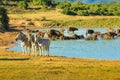 Wildlife in Addo NP