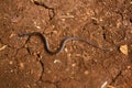 Wildlife: the Adorned graceful brown snake is a very small predator