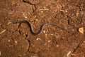 Wildlife: the Adorned graceful brown snake is a very small predator