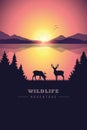 Wildlife adventure elk in the wilderness by the lake at sunset Royalty Free Stock Photo