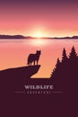 Wildlife adventure wolf in the wilderness by the lake at sunset Royalty Free Stock Photo