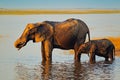 Wildlife Africa. Elephant playing in muddy water. African elephants drinking at a waterhole lifting their trunks, Chobe National p Royalty Free Stock Photo