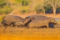 Wildlife Africa, hippo run, with young African Hippopotamus, s, with evening sun, animal in the nature water habitat, Chobe River, Royalty Free Stock Photo
