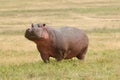 Wildlife in Africa, Hippo Royalty Free Stock Photo