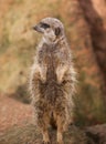 Wildlife in Africa: watchful meerkat Royalty Free Stock Photo