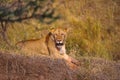 African Lion- female, Kenya, Africa Royalty Free Stock Photo