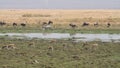 Wildlife in Amboseli marshland